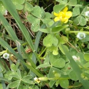 Oxalis thompsoniae at Jerrabomberra, ACT - 24 Jan 2022