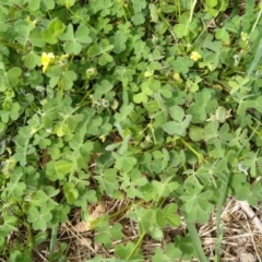 Oxalis thompsoniae at Jerrabomberra, ACT - 24 Jan 2022