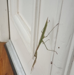 Unidentified Praying mantis (Mantodea) at Albury, NSW - 26 Jan 2022 by ClaireSee