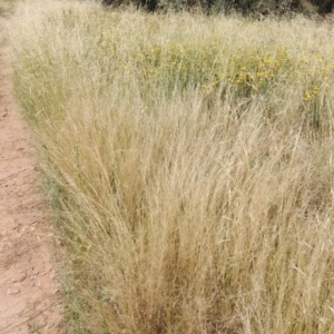 Austrostipa scabra at Hackett, ACT - 27 Jan 2022 11:03 AM