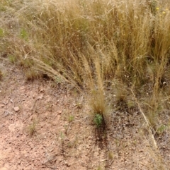 Austrostipa scabra at Hackett, ACT - 27 Jan 2022 11:03 AM