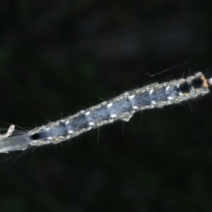 Thaumetopoeinae (subfamily) (Bag-shelter Moths, Processionary Caterpillars) at Mulloon, NSW - 24 Jan 2022 by jb2602