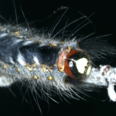 Thaumetopoeinae (subfamily) at Mulloon, NSW - 24 Jan 2022 04:40 PM