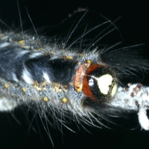 Thaumetopoeinae (subfamily) at Mulloon, NSW - 24 Jan 2022 04:40 PM