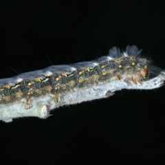 Thaumetopoeinae (subfamily) at Mulloon, NSW - 24 Jan 2022 04:40 PM