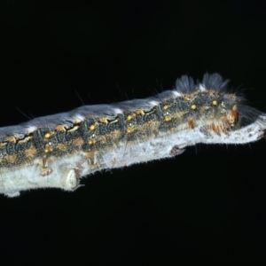 Thaumetopoeinae (subfamily) at Mulloon, NSW - 24 Jan 2022