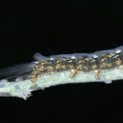 Thaumetopoeinae (subfamily) at Mulloon, NSW - 24 Jan 2022 04:40 PM