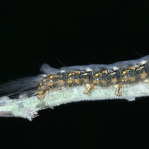 Thaumetopoeinae (subfamily) at Mulloon, NSW - 24 Jan 2022 04:40 PM