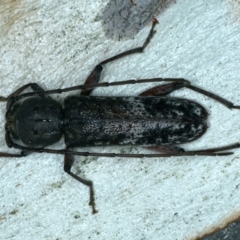 Phacodes obscurus (Longhorn Beetle) at Mulloon, NSW - 24 Jan 2022 by jbromilow50