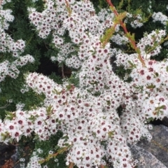 Kunzea peduncularis (Mountain Burgan) at Paddys River, ACT - 26 Jan 2022 by Philip