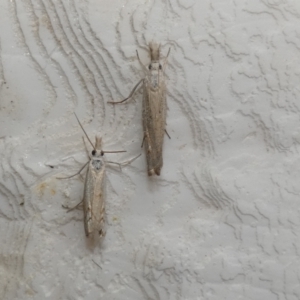 Culladia cuneiferellus at McKellar, ACT - 28 Jan 2022