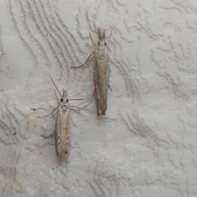Culladia cuneiferellus (Crambinae moth) at McKellar, ACT - 28 Jan 2022 by Birdy