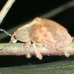 Gonipterus scutellatus at Mulloon, NSW - 24 Jan 2022 04:40 PM