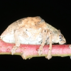 Gonipterus scutellatus at Mulloon, NSW - 24 Jan 2022 04:40 PM