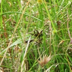 Cyperus sanguinolentus (A Sedge) at Molonglo Valley, ACT - 24 Jan 2022 by sangio7