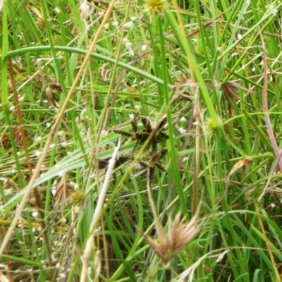 Cyperus sanguinolentus (A Sedge) at Molonglo Valley, ACT - 24 Jan 2022 by sangio7
