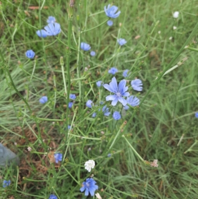 Cichorium intybus (Chicory) at Monash, ACT - 27 Jan 2022 by MB