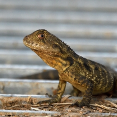 Intellagama lesueurii howittii (Gippsland Water Dragon) at Jerrabomberra Wetlands - 26 Jan 2022 by davidcunninghamwildlife