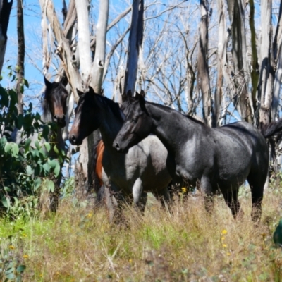 Equus caballus (Brumby, Wild Horse) at Kosciuszko National Park - 16 Jan 2022 by MB