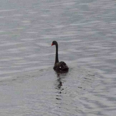 Cygnus atratus (Black Swan) at Lake Burley Griffin West - 26 Jan 2022 by ConBoekel