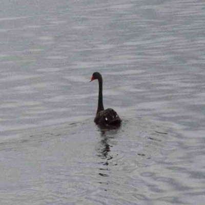 Cygnus atratus (Black Swan) at Yarralumla, ACT - 26 Jan 2022 by ConBoekel