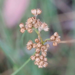 Juncus vaginatus (Clustered Rush) at Yarralumla, ACT - 25 Jan 2022 by ConBoekel