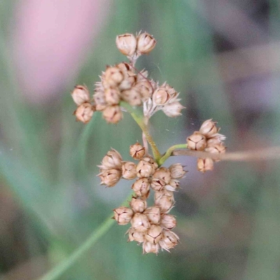 Juncus vaginatus (Clustered Rush) at Yarralumla, ACT - 26 Jan 2022 by ConBoekel