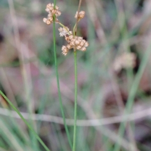 Juncus vaginatus at Yarralumla, ACT - 26 Jan 2022