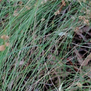 Juncus vaginatus at Yarralumla, ACT - 26 Jan 2022