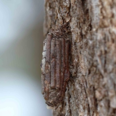 Clania lewinii & similar Casemoths (Parallel stick Case Moths) at Yarralumla, ACT - 26 Jan 2022 by ConBoekel