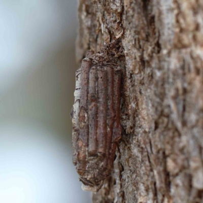 Clania lewinii & similar Casemoths (Parallel stick Case Moths) at Yarralumla, ACT - 26 Jan 2022 by ConBoekel