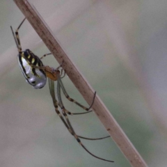 Leucauge dromedaria (Silver dromedary spider) at Yarralumla, ACT - 26 Jan 2022 by ConBoekel