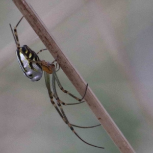 Leucauge dromedaria at Yarralumla, ACT - 26 Jan 2022 10:04 AM