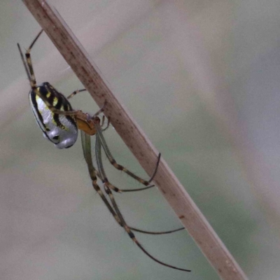 Leucauge dromedaria (Silver dromedary spider) at Blue Gum Point to Attunga Bay - 25 Jan 2022 by ConBoekel