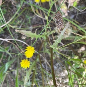 Crepis capillaris at Hughes, ACT - 27 Jan 2022