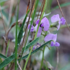 Glycine clandestina (Twining Glycine) at Blue Gum Point to Attunga Bay - 25 Jan 2022 by ConBoekel