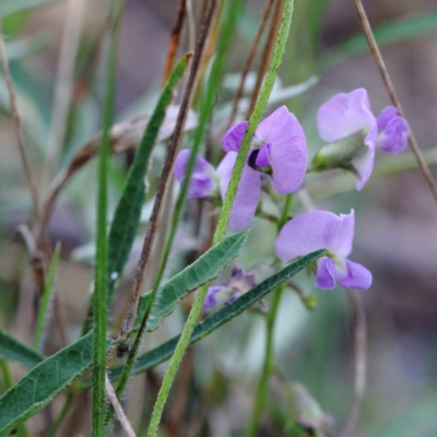 Glycine clandestina (Twining Glycine) at Blue Gum Point to Attunga Bay - 25 Jan 2022 by ConBoekel