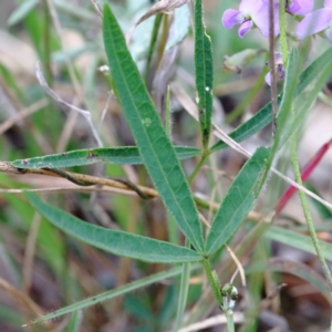 Glycine clandestina at Yarralumla, ACT - 26 Jan 2022