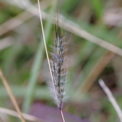Dichanthium sericeum (Queensland Blue-grass) at Yarralumla, ACT - 25 Jan 2022 by ConBoekel