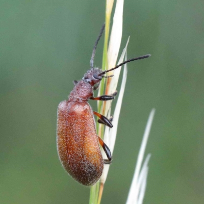 Ecnolagria grandis (Honeybrown beetle) at Yarralumla, ACT - 25 Jan 2022 by ConBoekel