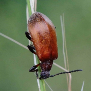 Ecnolagria grandis at Yarralumla, ACT - 26 Jan 2022