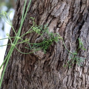 Clematis leptophylla at Yarralumla, ACT - 26 Jan 2022