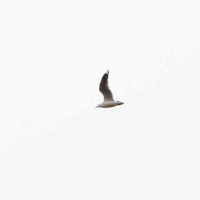 Chroicocephalus novaehollandiae (Silver Gull) at Blue Gum Point to Attunga Bay - 25 Jan 2022 by ConBoekel