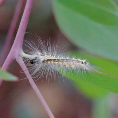 Uraba lugens (Gumleaf Skeletonizer) at Blue Gum Point to Attunga Bay - 25 Jan 2022 by ConBoekel