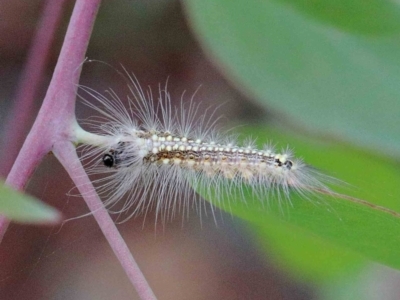 Uraba lugens (Gumleaf Skeletonizer) at Yarralumla, ACT - 25 Jan 2022 by ConBoekel