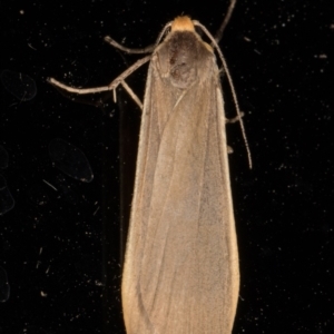 Palaeosia undescribed species at Melba, ACT - 8 Nov 2021 12:05 AM