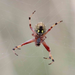 Salsa fuliginata (Sooty Orb-weaver) at Yarralumla, ACT - 25 Jan 2022 by ConBoekel