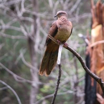 Macropygia phasianella (Brown Cuckoo-dove) at Bundanoon, NSW - 27 Jan 2022 by Boobook38
