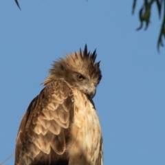 Hieraaetus morphnoides (Little Eagle) at Fyshwick, ACT by rawshorty