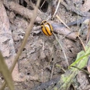 Micraspis frenata at Murrumbateman, NSW - 26 Jan 2022